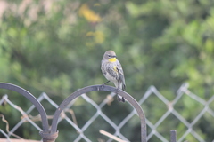 Setophaga coronata auduboni