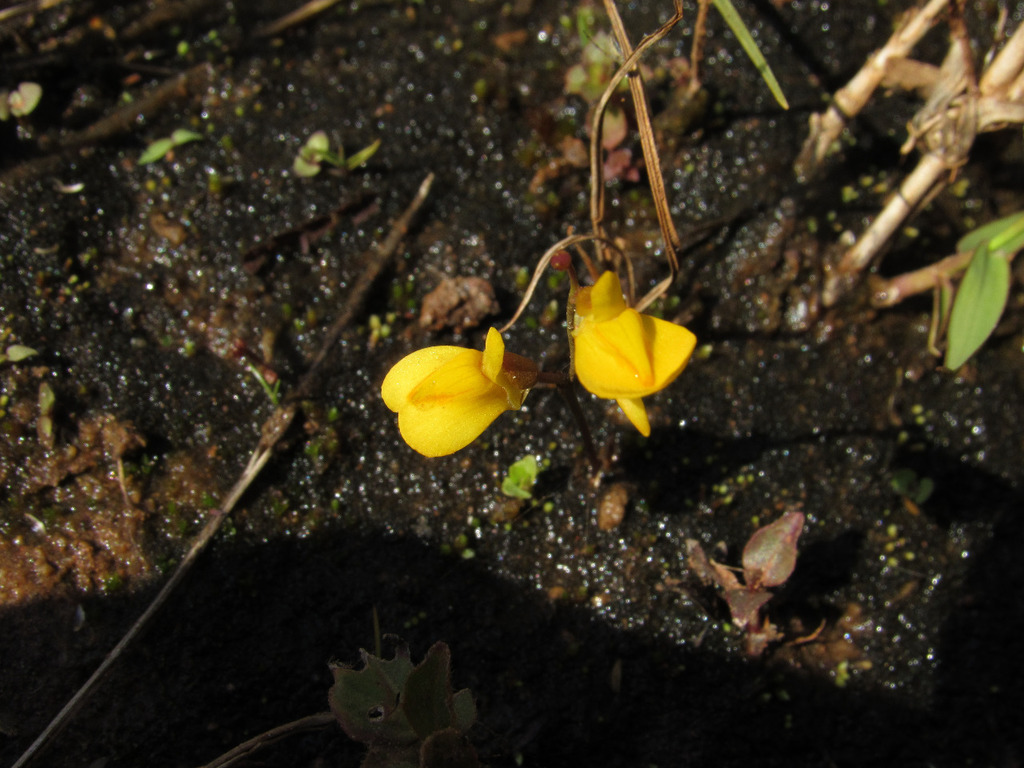 Utricularia laxa A.St.-Hil. & Girard 4
