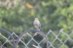 Setophaga coronata auduboni