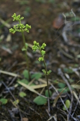 Valeriana hyalinorrhiza