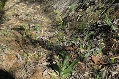 Valeriana hyalinorrhiza