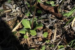 Valeriana hyalinorrhiza