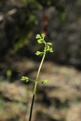 Valeriana hyalinorrhiza