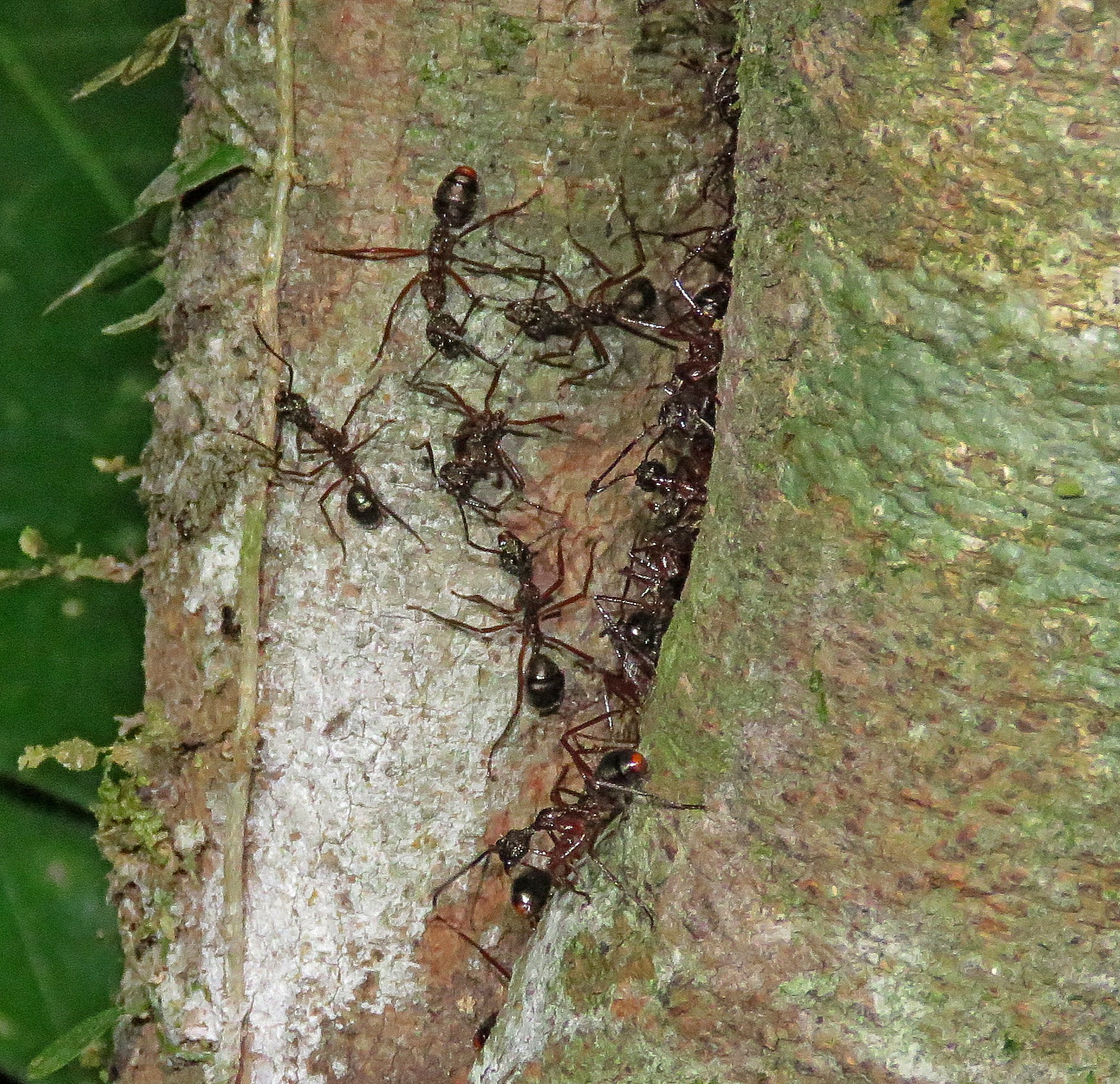 Dolichoderus attelaboides