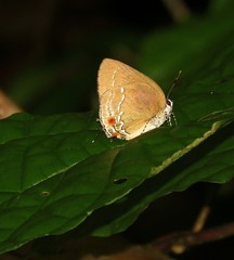 Strephonota cyllarissus
