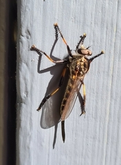 Cerdistus fuscipennis