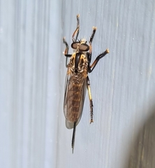 Cerdistus fuscipennis