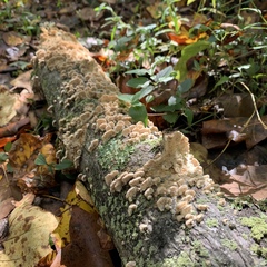Cerrena zonata