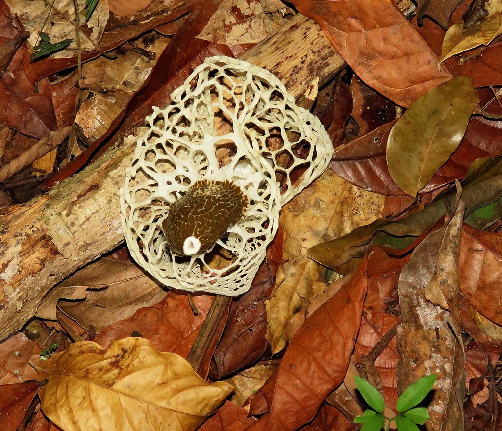 Phallus indusiatus · October 2020 · photo: © siddantas (iNaturalist, cc-by-sa)