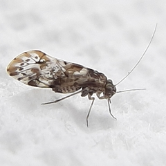 Trichadenotecnum majus