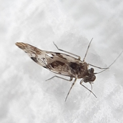 Trichadenotecnum majus