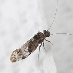 Trichadenotecnum majus