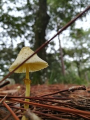 Leucocoprinus birnbaumii image