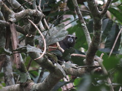 Saguinus weddelli weddelli