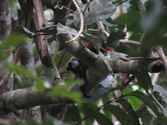 Saguinus weddelli weddelli