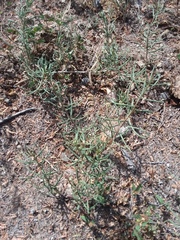 Talinum aurantiacum