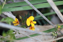 Pultenaea pedunculata