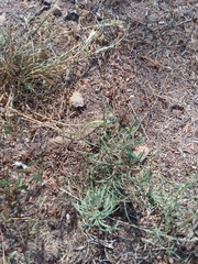 Talinum aurantiacum