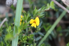 Pultenaea pedunculata