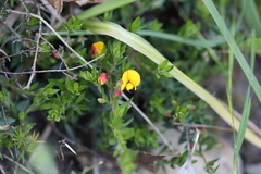 Pultenaea pedunculata