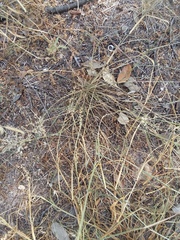 Panicum hallii filipes