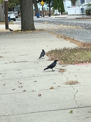 Corvus