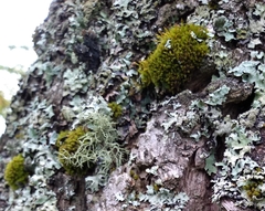 Ulota crispa