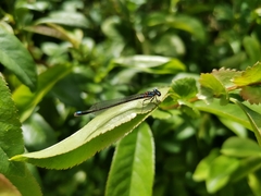 Cyanallagma interruptum