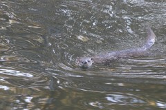 Lontra canadensis