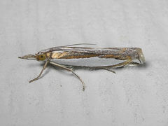 Crambus harrisi