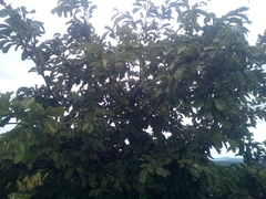 Annona macroprophyllata