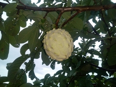 Annona macroprophyllata