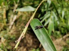 Ichneumonidae