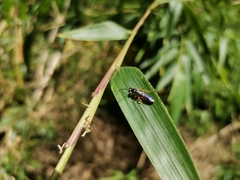 Ichneumonidae