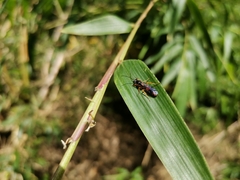 Ichneumonidae