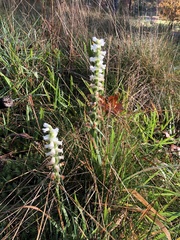 Spiranthes arcisepala