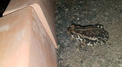 Rhinella henseli