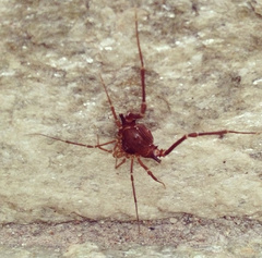 Krateromaspis dilatata