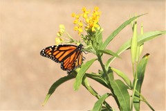 Danaus plexippus