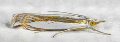 Crambus harrisi