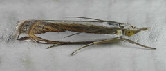 Crambus harrisi