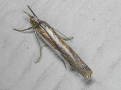Crambus harrisi