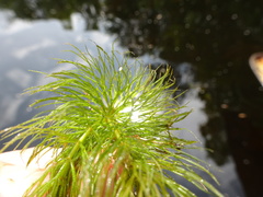 Ceratophyllum echinatum