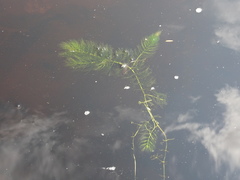 Ceratophyllum echinatum