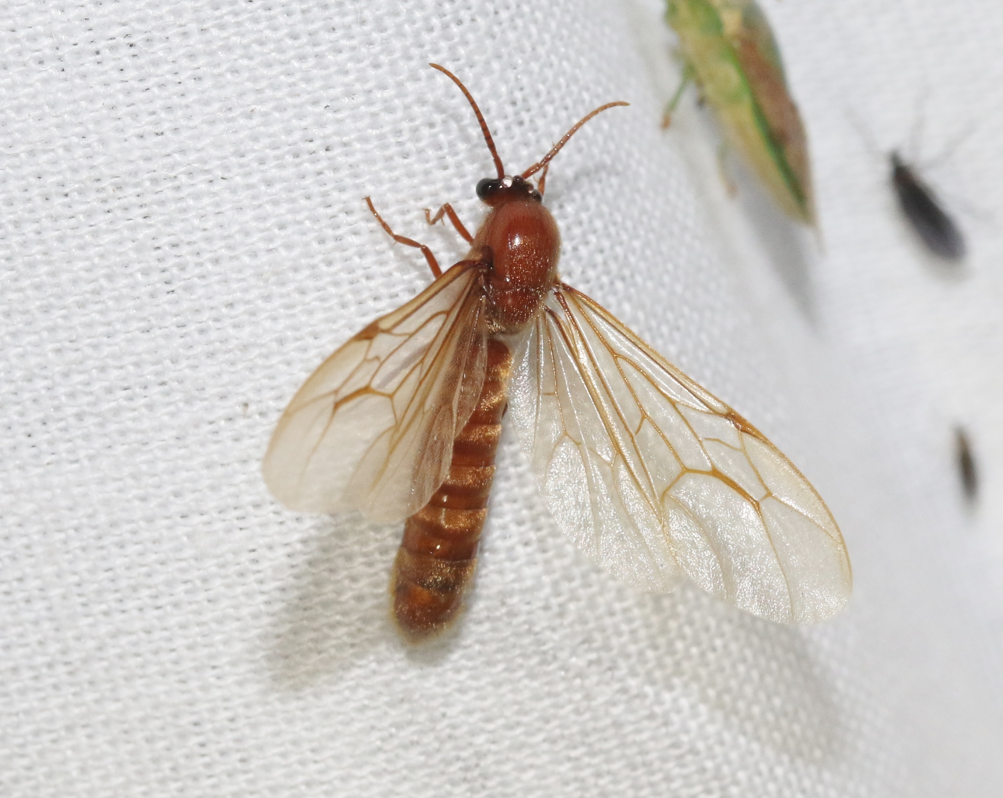 Neivamyrmex swainsonii