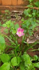 Zephyranthes carinata