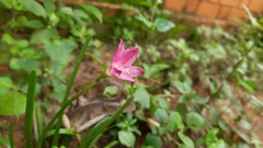 Zephyranthes carinata