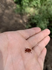 Dologenitus nigrocinctus