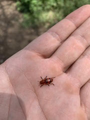 Dologenitus nigrocinctus