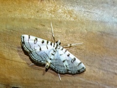 Conchylodes ovulalis
